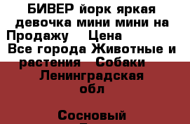 БИВЕР йорк яркая девочка мини мини на Продажу! › Цена ­ 45 000 - Все города Животные и растения » Собаки   . Ленинградская обл.,Сосновый Бор г.